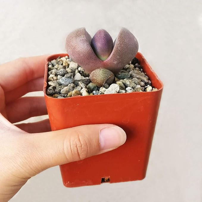 Pleisopilos nelii cv. Royal Flush Purple Split Rock Succulent (4 inch)