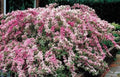 Variegated Weigela - Heavy Blooming Multicolor - Live Plant Shipped 1 to 2 Feet Tall by DAS Farms