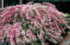 Variegated Weigela - Heavy Blooming Multicolor - Live Plant Shipped 1 to 2 Feet Tall by DAS Farms