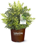 Southern Living 2.5 Qt. Lemon Lime Nandina Shrub
