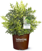 Southern Living 2.5 Qt. Lemon Lime Nandina Shrub