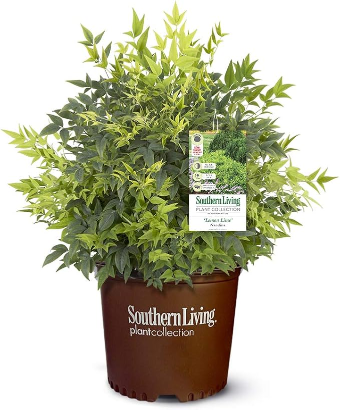 Southern Living 2.5 Qt. Lemon Lime Nandina Shrub