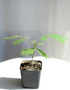 Pink Flower Persian Mimosa Silk Tree Live Starter Plant Albizia Julibrissin 2 Inch Pot (1)