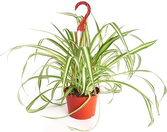 Shop Succulents Vining Collection Hand Selected, Air Purifying Easy Care Live Indoor/Outdoor Spider House Plant in 6" Grow Pot, Single, 6-Inch