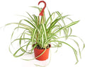 Shop Succulents Vining Collection Hand Selected, Air Purifying Easy Care Live Indoor/Outdoor Spider House Plant in 6" Grow Pot, Single, 6-Inch
