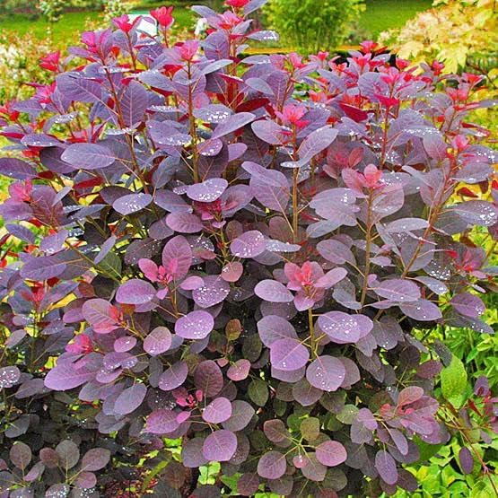 Velveteeny™ Dwarf Purple Smokebush (cotinus) - Live Plant - (1 QT)