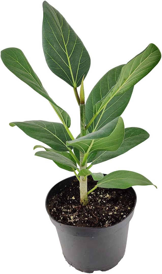 Ficus Audrey (6" Grower Pot) - Live, Healthy, Indoor Air Purifier Houseplants for Gift or Home Décor - Feng Shui Plant for Home Office - Easy to Care Houseplants for Beginners