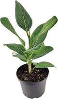Ficus Audrey (6" Grower Pot) - Live, Healthy, Indoor Air Purifier Houseplants for Gift or Home Décor - Feng Shui Plant for Home Office - Easy to Care Houseplants for Beginners