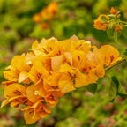2 Bougainvillea Live Plants, Tropical Bougainvillea Flowering Vine, Fast Growing Outdoor and Container Plant, 4-8'' Tall (Yellow Blooms)
