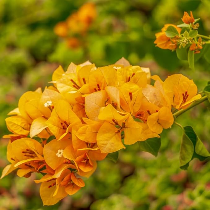 2 Bougainvillea Live Plants, Tropical Bougainvillea Flowering Vine, Fast Growing Outdoor and Container Plant, 4-8'' Tall (Yellow Blooms)