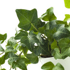 American Plant Exchange English Ivy Bundle, 2 Pack 4-Inch Pots, Green and Variegated, Vining Houseplants, Live Indoor Plants, Fast Growing, Easy to Care, Versatile Home & Garden Décor