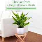 American Plant Exchange Dracaena Lemon Lime – 3-Gallon with Pot – Live Indoor/Outdoor Air Purifying Plant, Vibrant Green Foliage for Home, Office, or Patio Decor