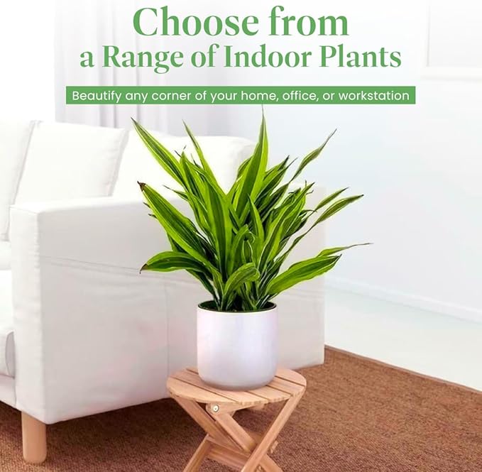 American Plant Exchange Dracaena Lemon Lime – 3-Gallon with Pot – Live Indoor/Outdoor Air Purifying Plant, Vibrant Green Foliage for Home, Office, or Patio Decor