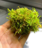 Marcus Fish Tanks - Christmas Moss Vesicularia Montagnei Easy Live Aquarium Plant Large Baseball Size Portion Buy 2 GET 1FREE