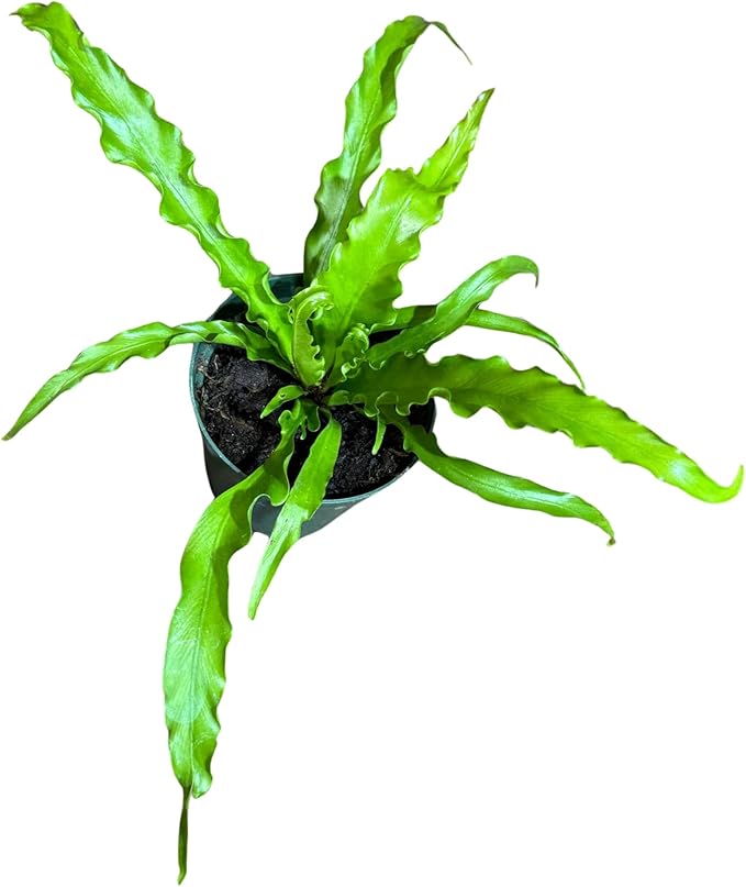 PLANTVERS Live Fern Plant in a 4" Nursey Pot | Low Maintenance Indoor Houseplant | Tropical Air Purifying Green Foliage for Home & Office Decor | Easy-Care Indoor Plant (Bird Nest Fern)