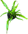 PLANTVERS Live Fern Plant in a 4" Nursey Pot | Low Maintenance Indoor Houseplant | Tropical Air Purifying Green Foliage for Home & Office Decor | Easy-Care Indoor Plant (Bird Nest Fern)