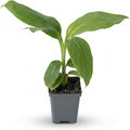 Live Hardy Banana Plant (Musa Basjoo) – Cold Hardy Tropical Perennial, Grows 6–10 Ft Tall, Fast Growing Outdoor Accent, Ships 15” Tall in 1.5 Qt Pot
