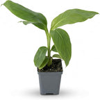 Live Hardy Banana Plant (Musa Basjoo) – Cold Hardy Tropical Perennial, Grows 6–10 Ft Tall, Fast Growing Outdoor Accent, Ships 15” Tall in 1.5 Qt Pot