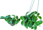 Hoya Krinkle 8 Live Hoya Plant Pink Flowers with Chocolate Smells Available in 2", 4", and 6" Pot (6" Hanging Pot)