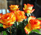 Rare Pink Red Purple Yellow Rose Seeds for Planting - 50+ Hybrid Climbing Rose Heirloom Bush Perennial Shrub Plant for Garden Decoration