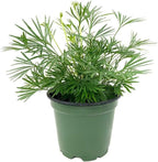 RedCrocus Assorted Ferns Indoor & Outdoor- Lush Green Fronds, Shade-Loving, Pet Safe, Container & Garden Plant for Shaded Areas, Attractive Foliage 4" Pot (Pack of 4)