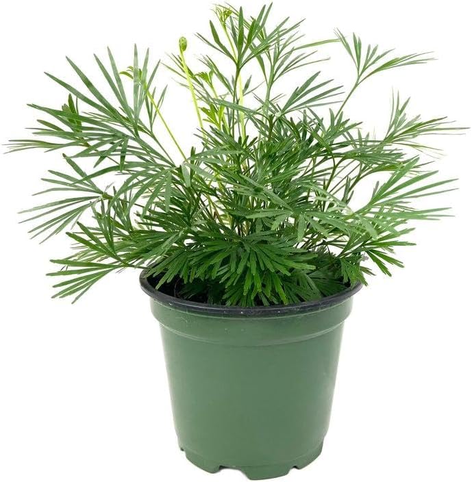 RedCrocus Assorted Ferns Indoor & Outdoor- Lush Green Fronds, Shade-Loving, Pet Safe, Container & Garden Plant for Shaded Areas, Attractive Foliage 4" Pot (Pack of 4)