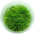 Dwarf Hairgrass Parvula Mini Tissue Culture Live Aquarium Freshwater Plants Decoration
