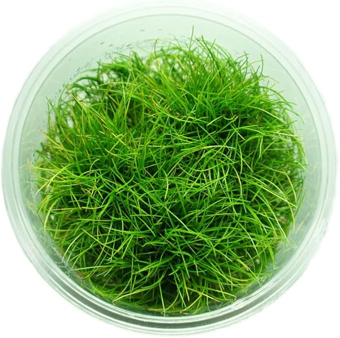 Dwarf Hairgrass Parvula Mini Tissue Culture Live Aquarium Freshwater Plants Decoration