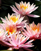 30 PCS Bowl Lotus Seeds Bonsai Lotus Seeds for Planting Water Lily Pink Purple Red Flower Aquatic Plants Seed Pond Plants Non GMO Home Garden Flowering