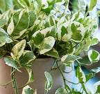 Pearl & Jade Pothos - 2 Inch Potted and Rooted - Great Indoor Plant - Air Purification - Easy Care