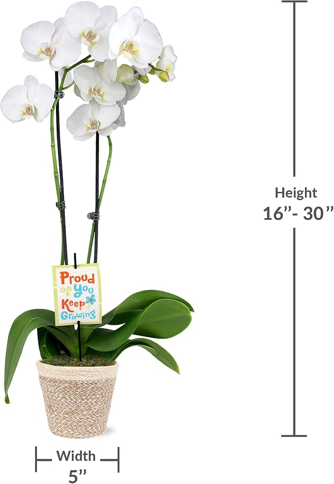 Green Circle Growers 5" White & Yellow Orchid in White Jute Planter, Live Plant – Proud of You