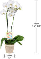 Green Circle Growers 5" White & Yellow Orchid in White Jute Planter, Live Plant – Proud of You