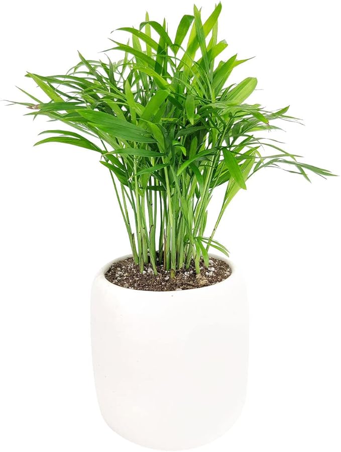Neanthe Bella Palm (4" Grower Pot) - Low Light and Healthy Houseplant - Easy to Care Indoor Houseplant - Fully Rooted in 2/4/4.5/5/6 inch Sizes