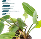SubstrateSource Echinodorus Horizontalis Mini Sword Live Plant for Freshwater Aquariums, Natural Fish Tank Decorations, and Aquatic Decor (1 Pot (2-3 Plants))