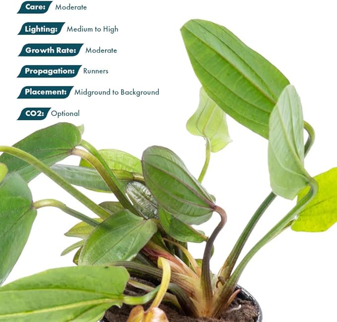 SubstrateSource Echinodorus Horizontalis Mini Sword Live Plant for Freshwater Aquariums, Natural Fish Tank Decorations, and Aquatic Decor (1 Pot (2-3 Plants))