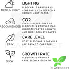 Dwarf Hairgrass Eleocharis Sp 1 Mini Tissue Culture Cup Freshwater Live Aquarium Plants Decoration BUY2GET1FREE