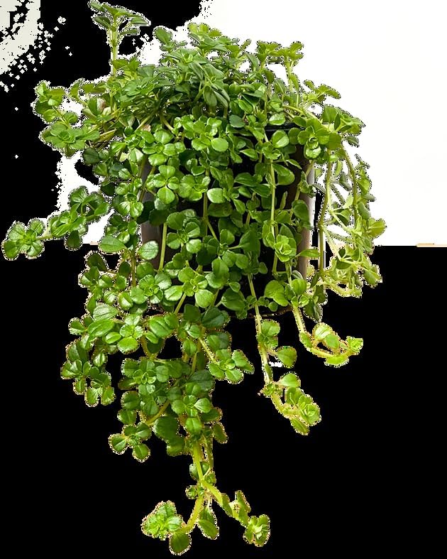 RedCrocus Pilea Assorted Indoor Plant- Decorative Foliage, Pet Safe, Easy Care, Versatile for Home & Office 8" Hanging Basket