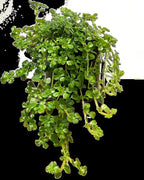 RedCrocus Pilea Assorted Indoor Plant- Decorative Foliage, Pet Safe, Easy Care, Versatile for Home & Office 8" Hanging Basket
