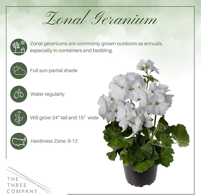Live Flowering Zonal Geraniums - White (3 Plants Per Pack) - Beautiful Spring Flowers - 12" Tall by 5" Wide in 1 Qt Pot