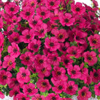 HyeFlora Artificial Faux Hanging Flowers Plants Basket for Outdoor Outside Porch Spring Decoration, Fake Silk Hotpink Daisy UV Resistant Look Real in Planter for Home Patio Balcony Garden