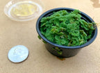 Azolla, Water Plant, Aquatic Plant (4, 2"x2")