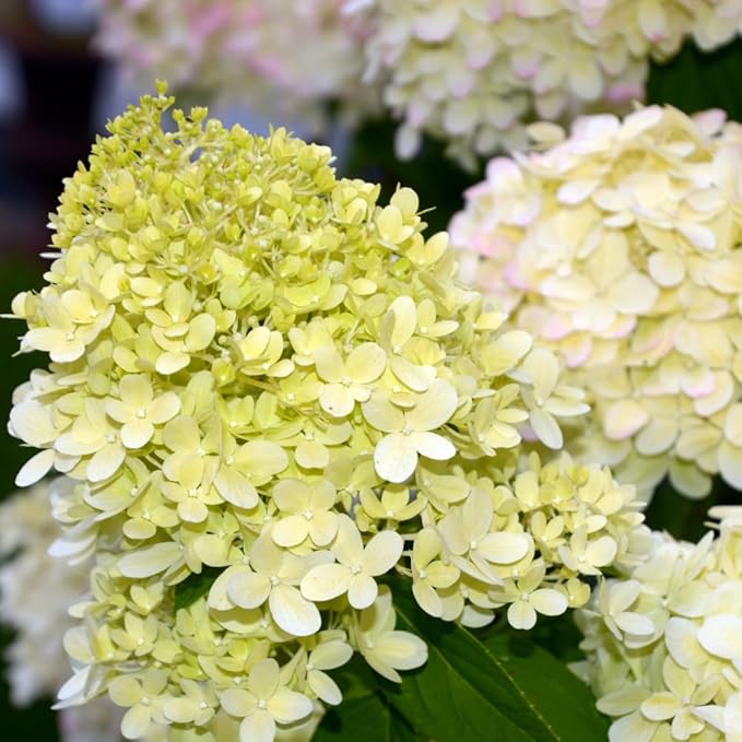 Hydrangea Live Plant, 6-12 Inch Tall, Hardy Flowering Shrub in 2.5" Pot, Outdoor Garden Hydrangea Bush (Lime Hydrangea)