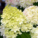 Hydrangea Live Plant, 6-12 Inch Tall, Hardy Flowering Shrub in 2.5" Pot, Outdoor Garden Hydrangea Bush (Lime Hydrangea)