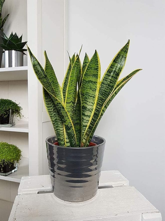 American Plant Exchange Snake Plant – Medium 5-Inch Pot Yellow Sansevieria Trifasciata, Drought-Tolerant, Air-Purifying Live Houseplant for Home, Office, or Outdoor Patio Garden Décor