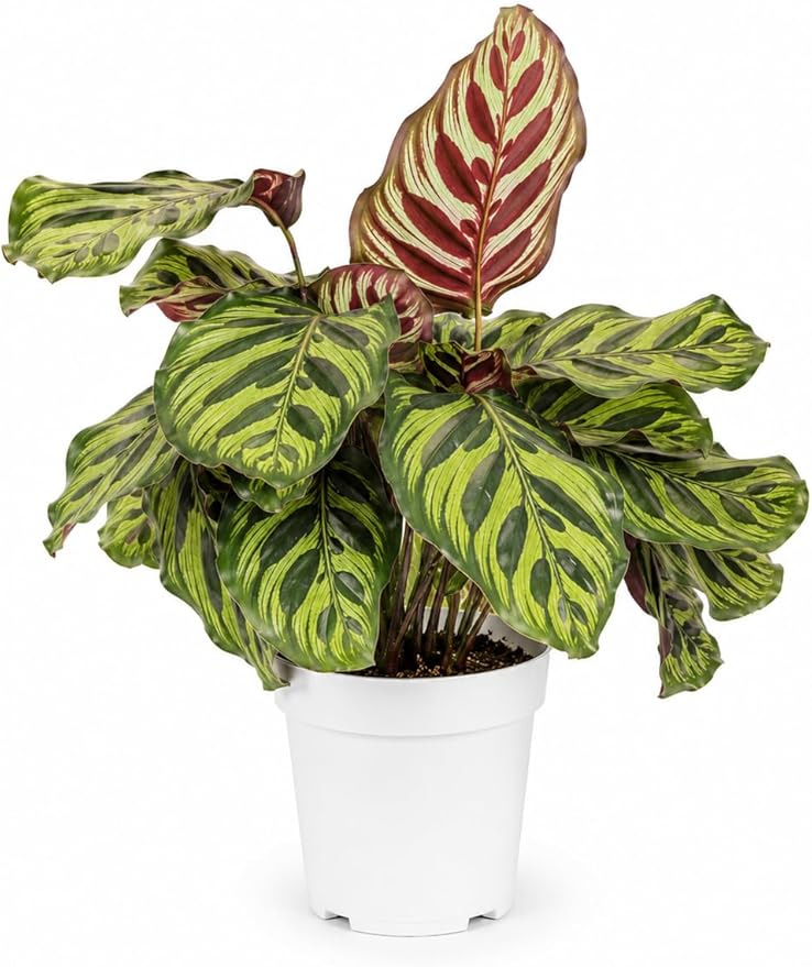 Calathea Peacock Live Plant, Prayer Plants Live HouseplaInts, Indoor Plant for Home Decor, Colorful Calathea Desk Plant