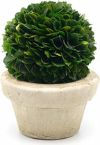 Serene Spaces Living Set of 12 Preserved Boxwood Ball with Small Pot – Boxwood in Planters, Preserved Plant for Boxwood Table Decor, Boxwood Centerpiece, Measures 5.5" Tall & 4" Diameter