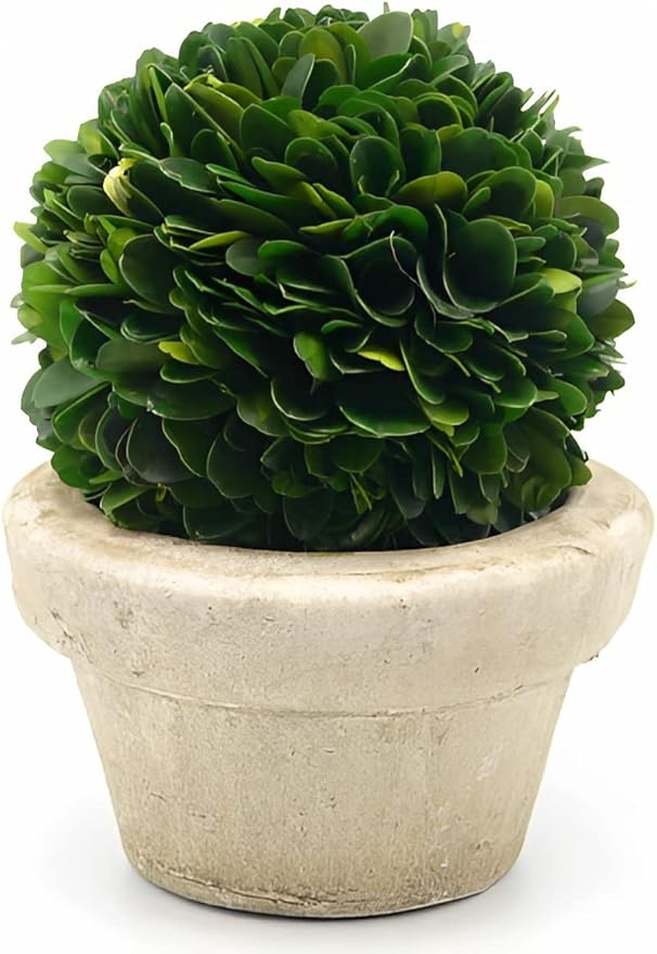 Serene Spaces Living Set of 12 Preserved Boxwood Ball with Small Pot – Boxwood in Planters, Preserved Plant for Boxwood Table Decor, Boxwood Centerpiece, Measures 5.5" Tall & 4" Diameter