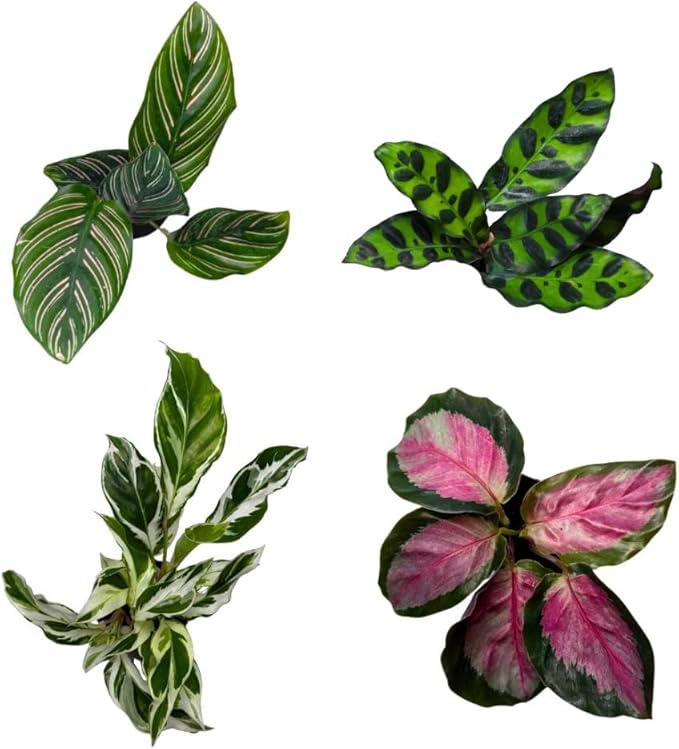 2" Calathea Live Plant Collection (4-Pack) – Assorted Indoor House Plants in Grower Pots, Easy Care Tropical Houseplants, Pet Friendly Indoor Plants for Home or Office
