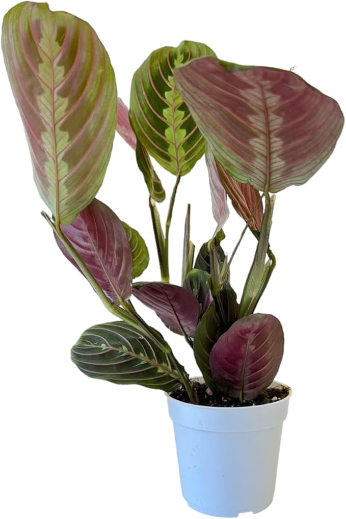 Red Prayer Plant, Red Maranta, Gorgeous Live Indoor Plant, Easy to Care and Rare Variety 4 inch Pot