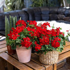 Set 2 Geranium Plants Live, 4-9 Inches Tall, Hardy Flowering Geraniums for Garden or Pots, Fragrant Perennial Blooms (Red Geranium)